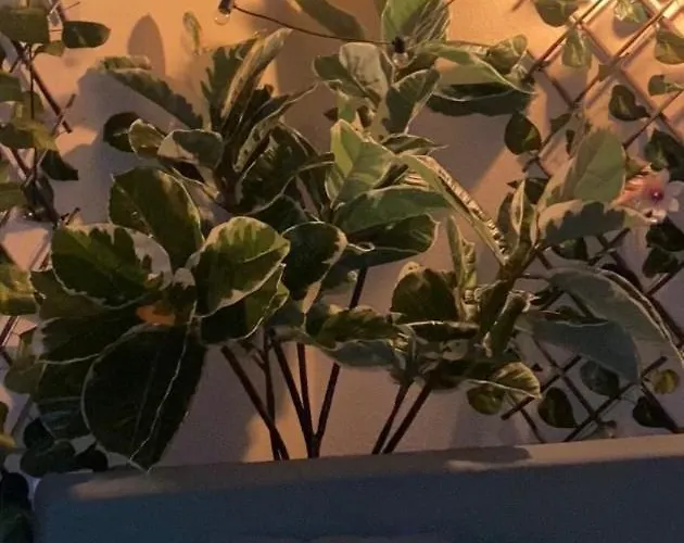 Con Vista Frontal Al Mar * Эль-Медано